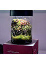 A.A. VivoVerde MicroTerrarium - Terrárium