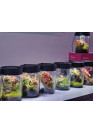 A.A. VivoVerde MicroTerrarium - Terrárium