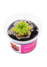 Drosera nidiformis x natalensis - A.A. steril