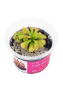Drosera slackii- A.A. steril