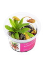 Nepenthes macfarlanei- A.A. steril