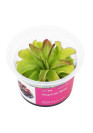 Pinguicula 'Niklas' - A.A. steril