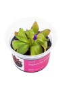 Pinguicula 'Red Starfish'- A.A. steril