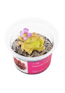 Pinguicula 'Sethos' - A.A. steril