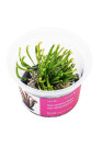 Sarracenia flava var atropurpurea - A.A. steril