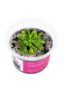 Stylidium debile - A.A. steril