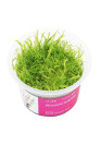 Utricularia longifolia - A.A. steril