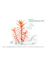 Ammania gracilis - A.A. steril