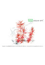 Ammania senegalensis - A.A. steril