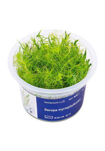 Bacopa myriophylloides - A.A. steril
