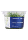 Bacopa myriophylloides - A.A. steril