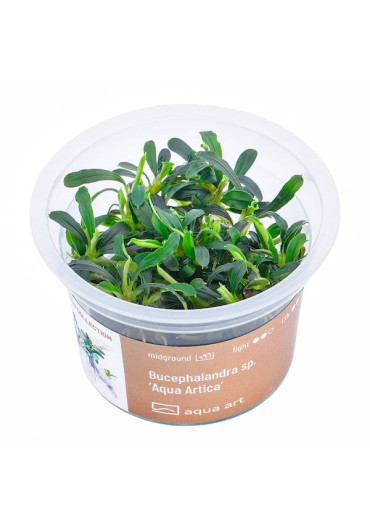 Bucephalandra sp. 'Aqua Artica' - A.A. GOLD steril