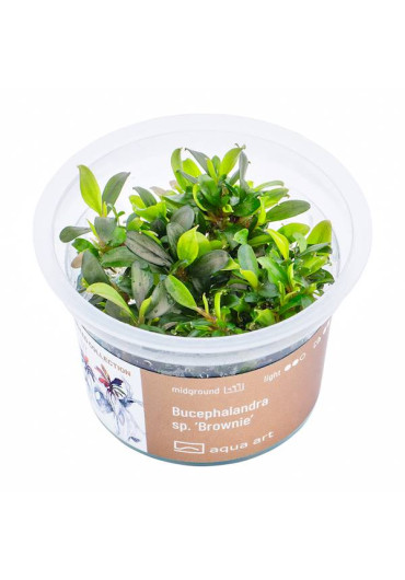 Bucephalandra sp. 'Brownie' - A.A. GOLD steril