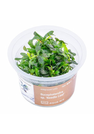 Bucephalandra sp. 'Needle leaf' - A.A. GOLD steril