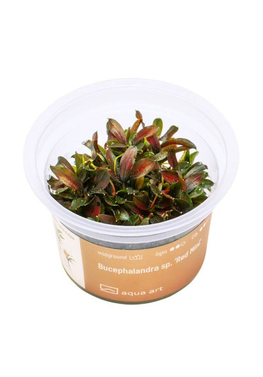 Bucephalandra sp. 'Red Mini' - A.A. GOLD steril