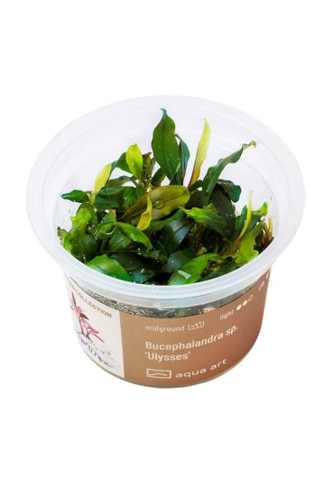 Bucephalandra sp. 'Ulysses' - A.A. GOLD steril
