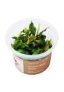 Bucephalandra sp. 'Ulysses' - A.A. GOLD steril