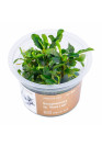 Bucephalandra sp. 'Wave leaf' - A.A. GOLD steril