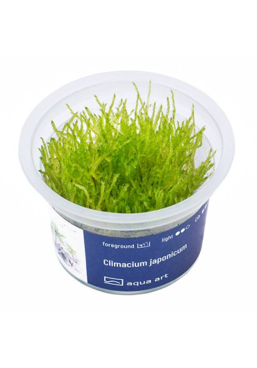 Climacium japonicum - A.A. steril