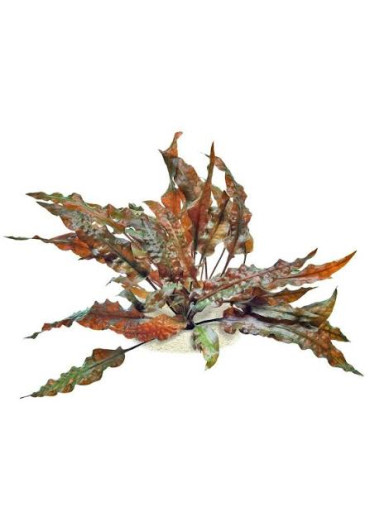 Cryptocoryne Wendtii Mioya - A.A. steril