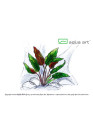 Cryptocoryne Wendtii Mioya - A.A. steril