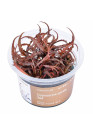 Cryptocoryne spiralis 'Red' - A.A. GOLD steril