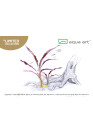 Cryptocoryne spiralis 'Red' - A.A. GOLD steril