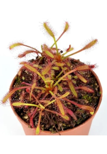 Drosera capensis - A.A. steril Harmatfű növény