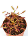 Drosera capensis - A.A. steril Harmatfű növény