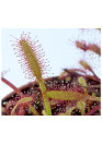 Drosera capensis - A.A. steril Harmatfű növény