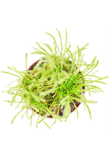 Drosera capensis 'Albino' - A.A. steril Harmatfű növény