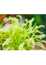 Drosera capensis 'Albino' - A.A. steril Harmatfű növény