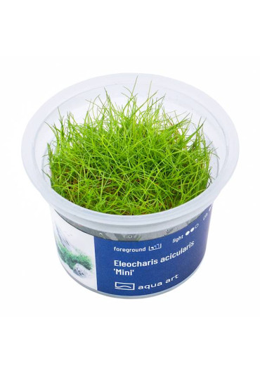 Eleocharis acicularis 'Mini' - A.A. steril