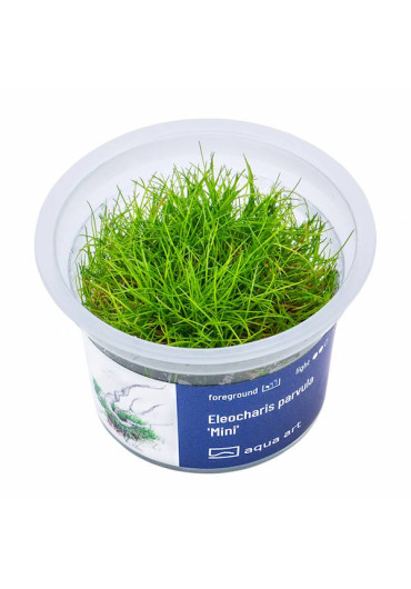 Eleocharis parvula 'Mini' - A.A. steril