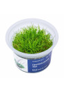 Eleocharis parvula 'Mini' - A.A. steril