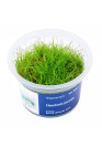 Eleocharis parvula - A.A. steril