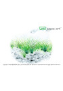 Eleocharis parvula - A.A. steril