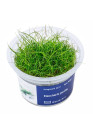 Eleocharis pusilla - A.A. steril