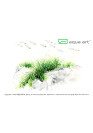 Eleocharis pusilla - A.A. steril