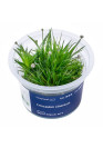 Eriocaulon cinereum - A.A. steril