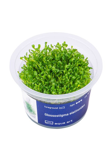 Glossostigma elatinoides - A.A. Steril