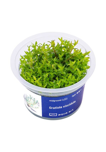 Gratiola viscidula - A.A. steril