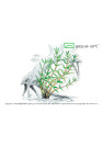 Gratiola viscidula - A.A. steril