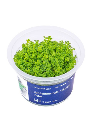 Hemianthus callitrichoides 'Cuba' - A.A. steril