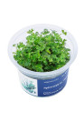 Hydrocotyle sp.'Japan' - A.A. Steril