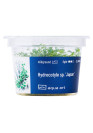 Hydrocotyle sp.'Japan' - A.A. Steril