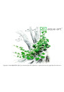 Hydrocotyle sp.'Japan' - A.A. Steril