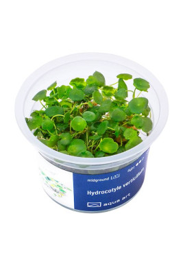 Hydrocotyle verticillata - A.A. Steril