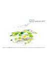 Hydrocotyle verticillata - A.A. Steril