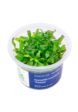 Hygrophila corymbosa 'Thailand' - A.A. steril